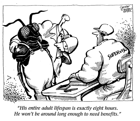 Carol Simpson ‘cockroach worker doesn’t need retirement benefits’